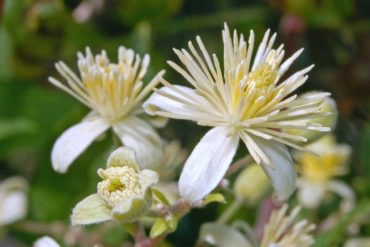 Honeysuckle: il fiore per chi guarda al passato