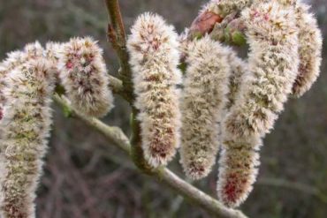 Clematis, il Fiore che aiuta ad essere più presenti